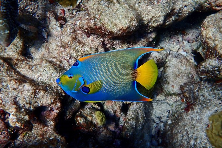 Private Looe Key Snorkel from Big Pine Key - Photo 1 of 25